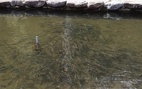 名草釣堀魚影が魅力写真