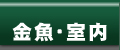 金魚・室内
