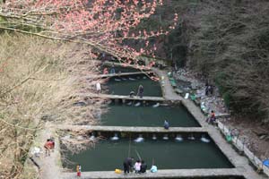 千早川マス釣り場