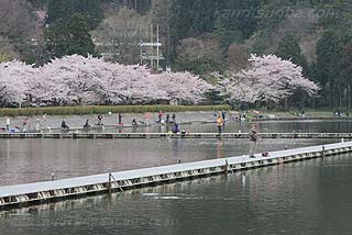 東山湖フィッシングエリア桜の時期写真