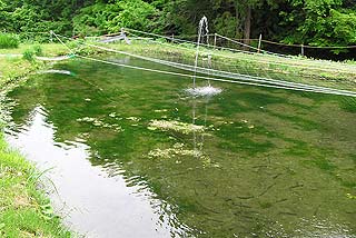 岩ノ沢養魚透明度の高い池写真