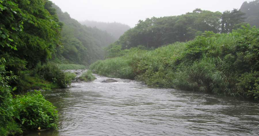 ボサ川