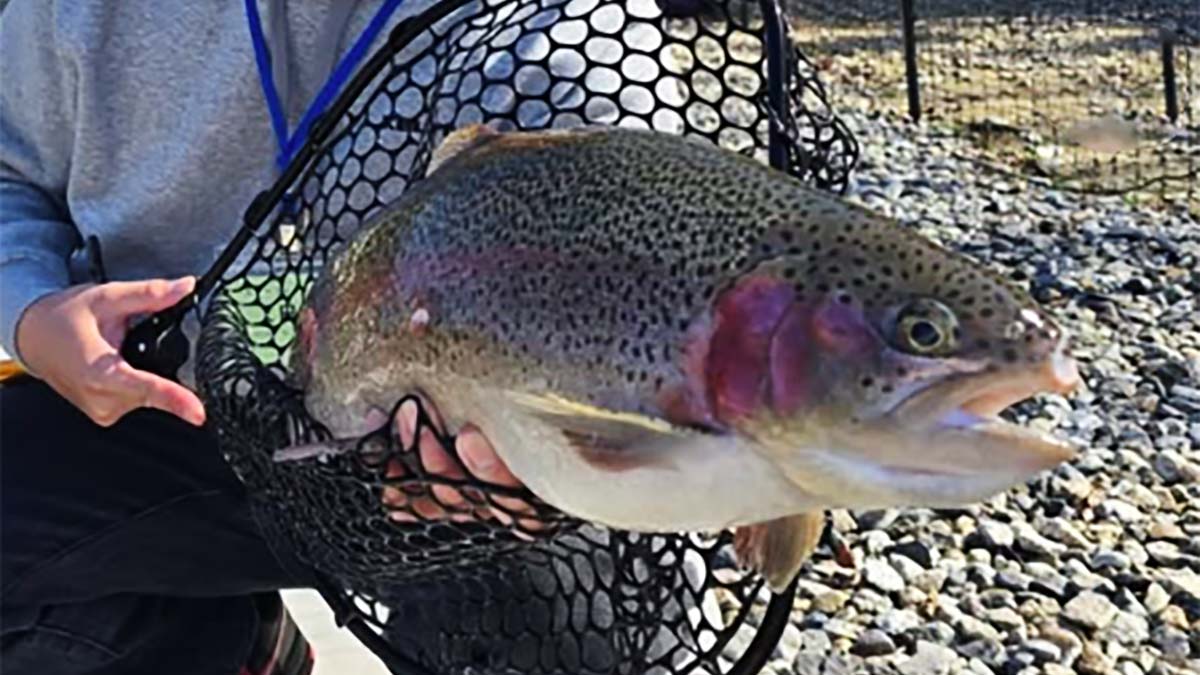 アルプスサーモン