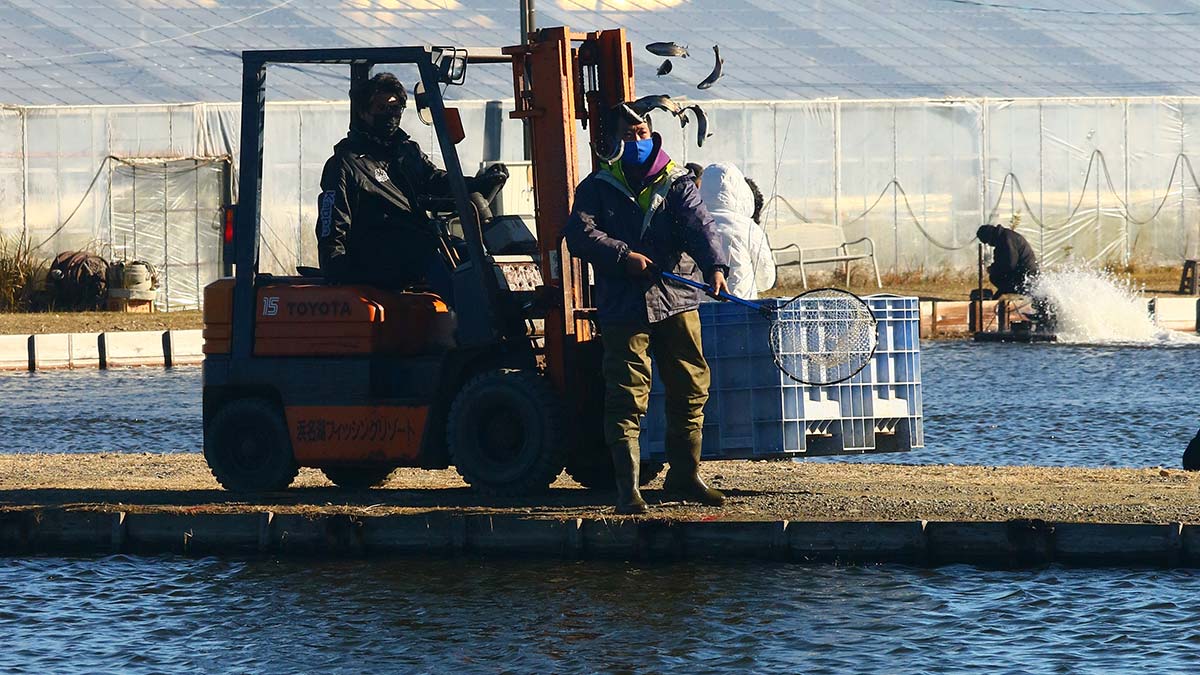 平日でも毎日放流している管理釣り場・釣り堀を調べる😲