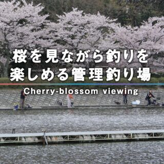 桜を見ながら釣りを楽しむ