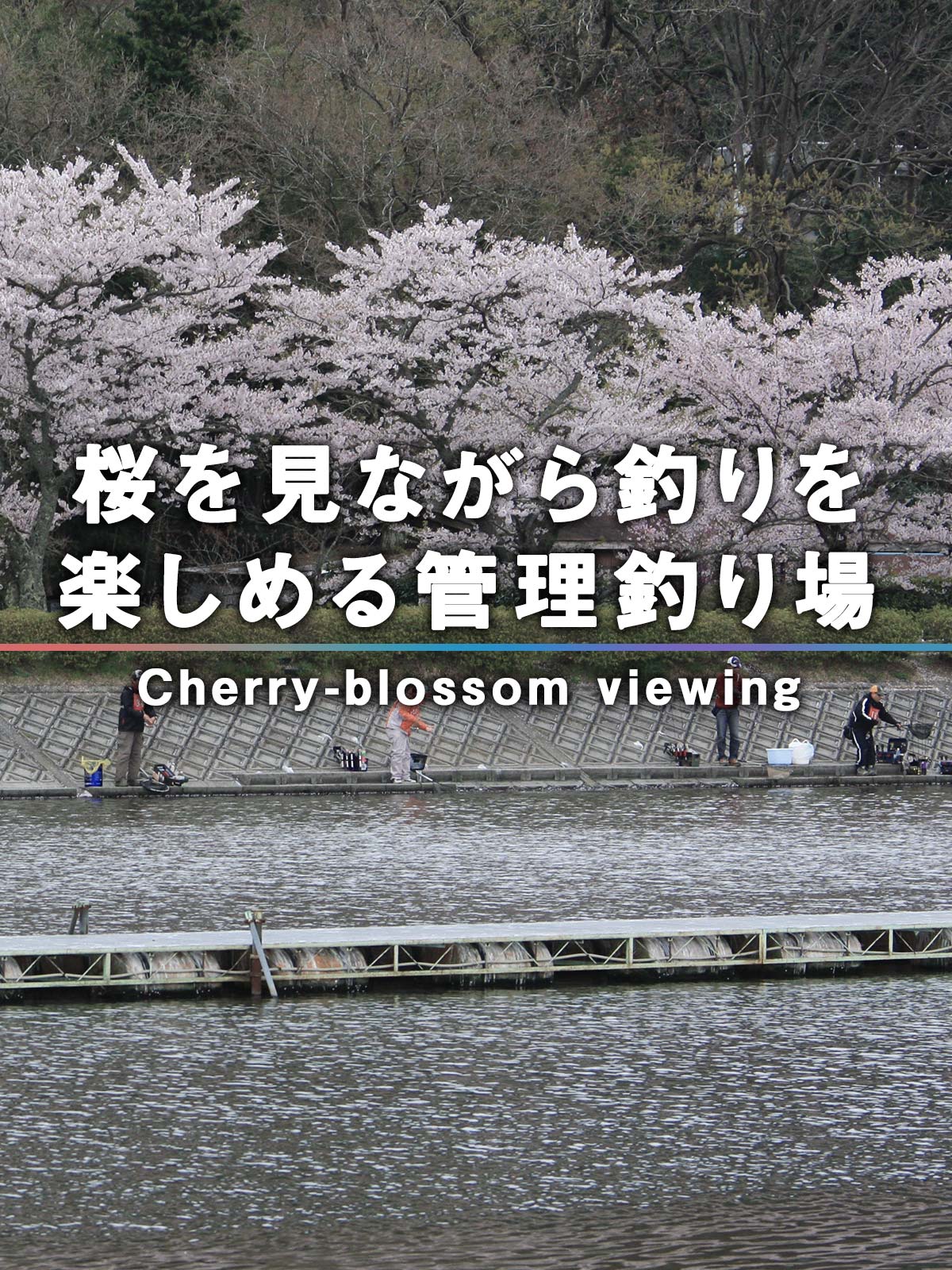 桜を見ながら釣りが楽しめるトラウト管理釣り場（エリアトラウト）一覧