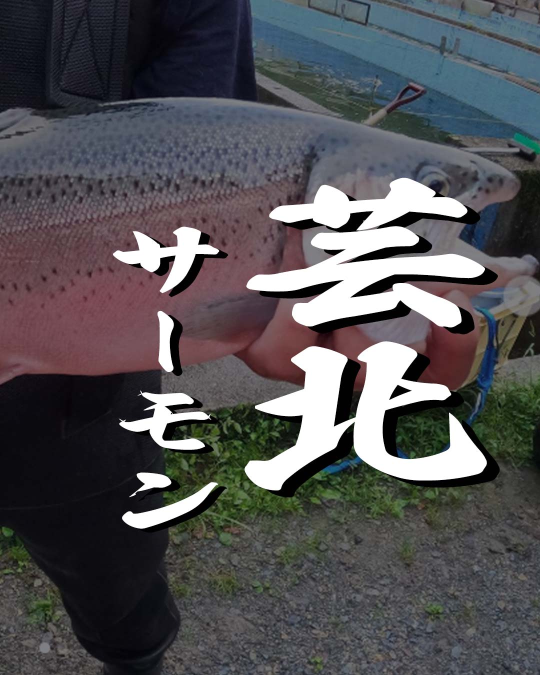 広島で人気上昇中！「芸北サーモン」を放流している管理釣り場一覧