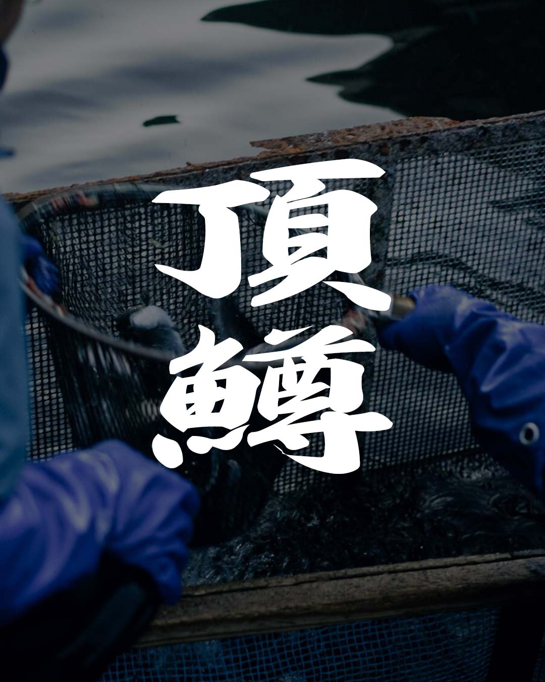 『頂鱒』を放流している管理釣り場